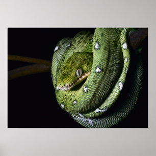 Poster Boa cobra de árvore verde na Bolívia