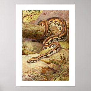 Póster Boa de Madagascan