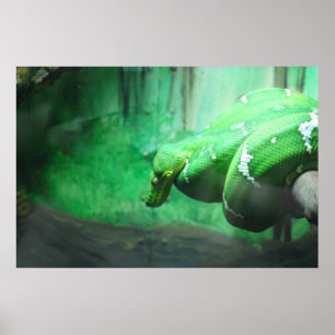 Póster Boa esmeralda
