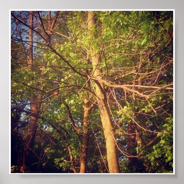 Póster Boa tarde (Frente)