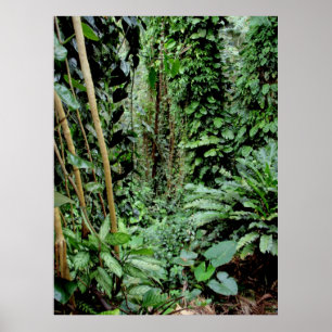 Poster Boa vinda à selva
