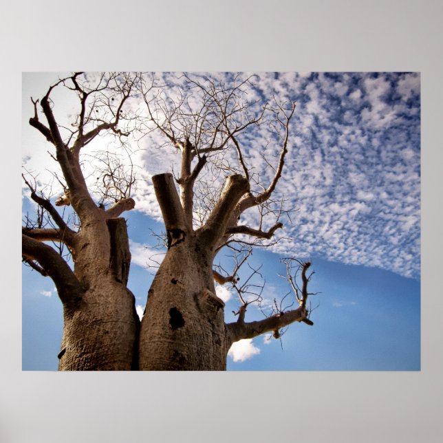 POSTER BOAB ÁRVORE (Frente)