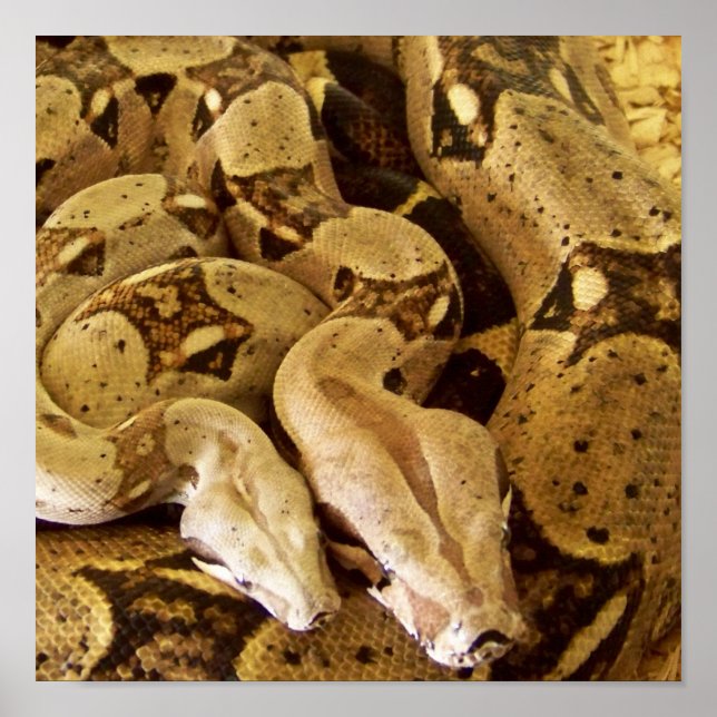 Póster Boas-Algas Vermelhas (Frente)