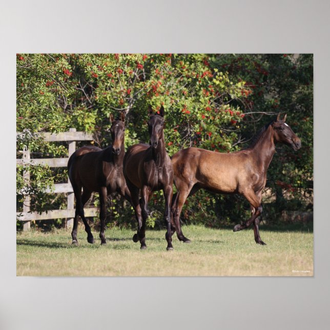 Poster Bob Langrish | 3 Jovens andalucianos em pé (Frente)