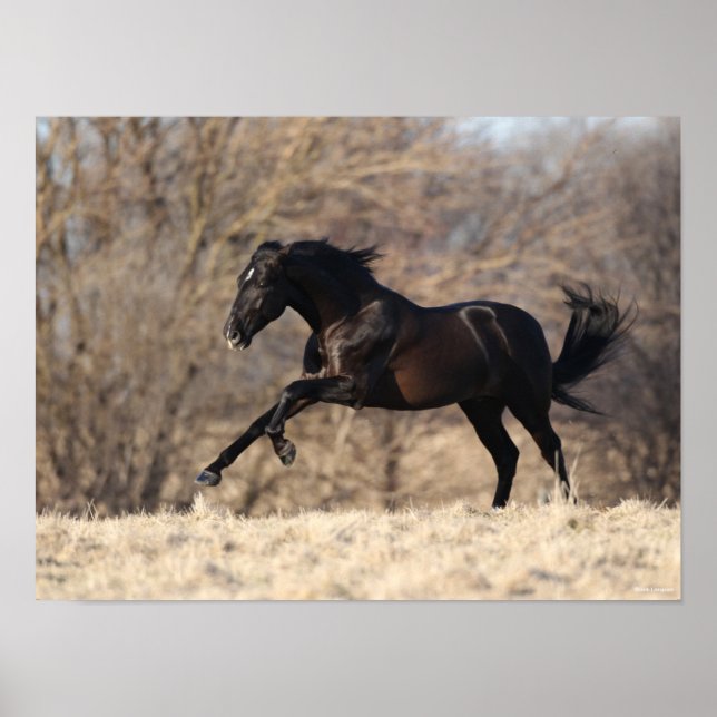 Poster Bob Langrish | Andaluciano em funcionamento (Frente)