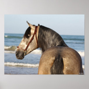 Poster Bob Langrish   Andaluciano Stallion Headshot Sea