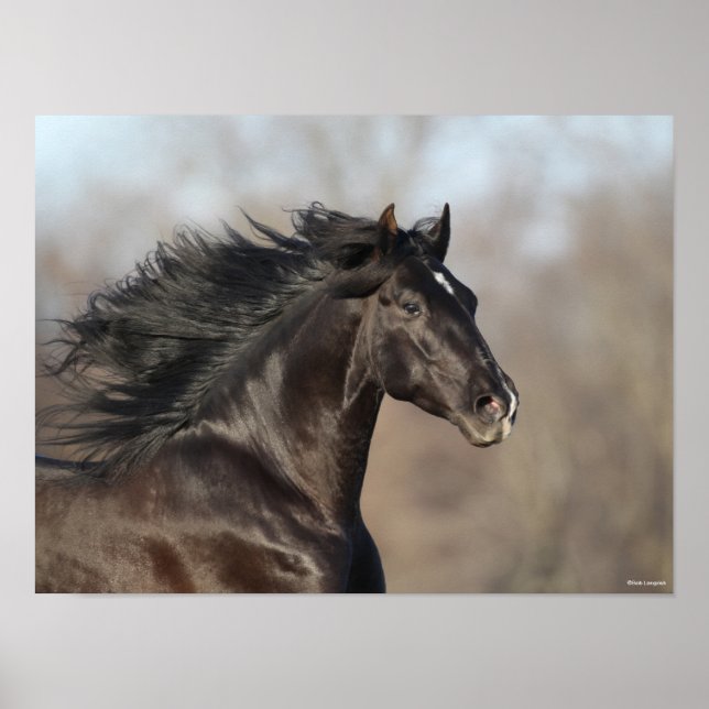 Poster Bob Langrish | Andaluzia Headshot Mane Fluxo (Frente)