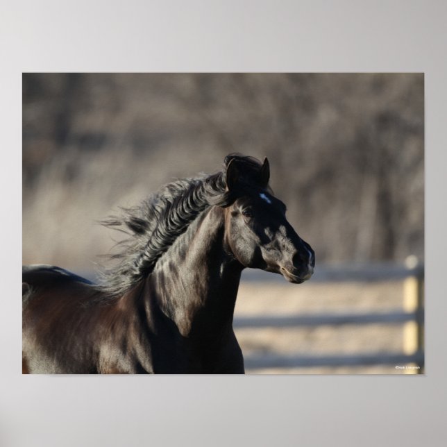 Poster Bob Langrish | Andaluzia Headshot Mane Fluxo (Frente)