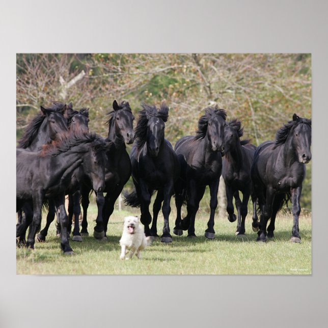 Poster Bob Langrish | Animais negros do gênero Meren e cã (Frente)