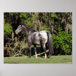 Poster Bob Langrish Appaloosa Permanente