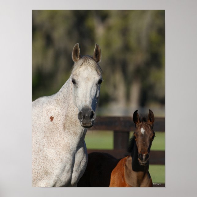 Poster Bob Langrish Arab Mare e Foal em Capa (Frente)