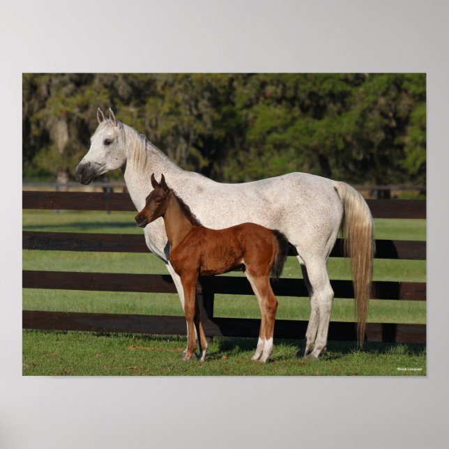 Poster Bob Langrish Arab Mare e Foal em pé juntos (Frente)