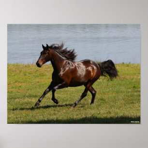 Poster Bob Langrish Baía Lusitano Mare Perto Do Lago
