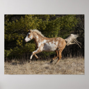 Poster Bob Langrish Bashkir Curly Stallion Running