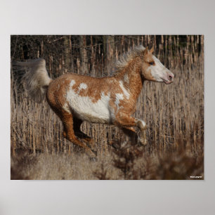 Poster Bob Langrish   Bashkir Curly Stallion Running