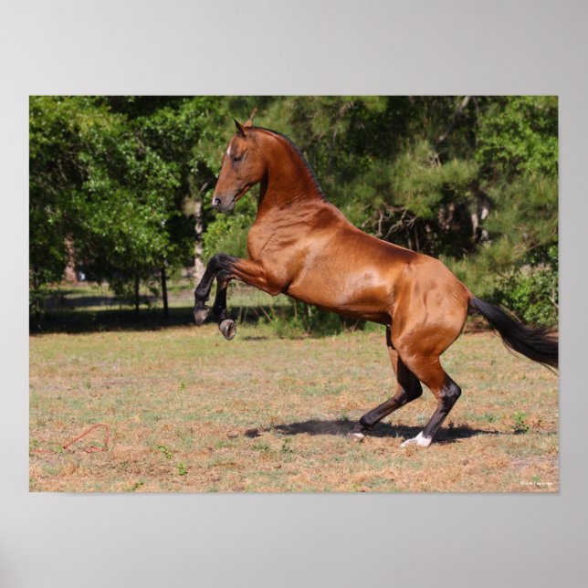 Poster Bob Langrish | Bay Akhal Teke Stallion Rearing (Frente)
