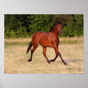 Poster Bob Langrish Bay Andalucian Colt No Campo