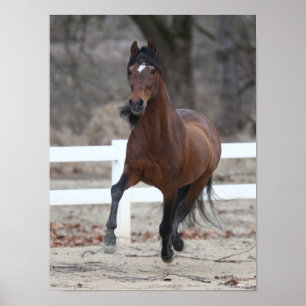 Poster Bob Langrish Bay Andalucian Stallion Running