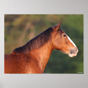 Poster Bob Langrish   Bay Clydesdale Headshot