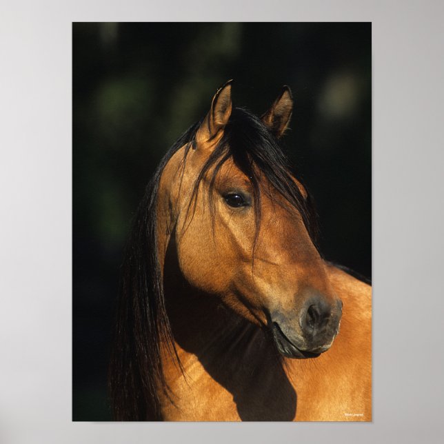 Poster Bob Langrish | Bay Kiger Mustang Stallion Captura (Frente)
