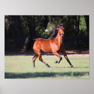 Poster Bob Langrish Bay Tennessee Walker Running
