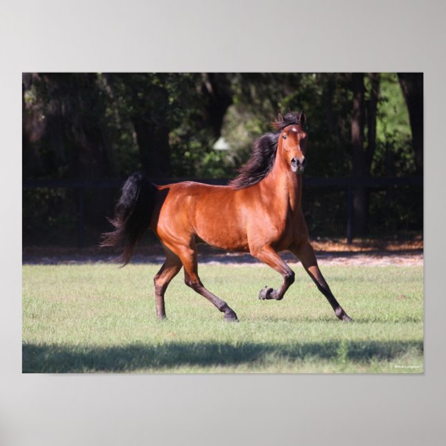 Poster Bob Langrish | Bay Tennessee Walker Running (Frente)