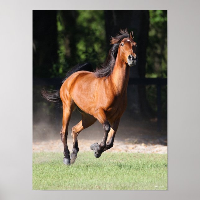 Poster Bob Langrish | Bay Tennessee Walker Running (Frente)