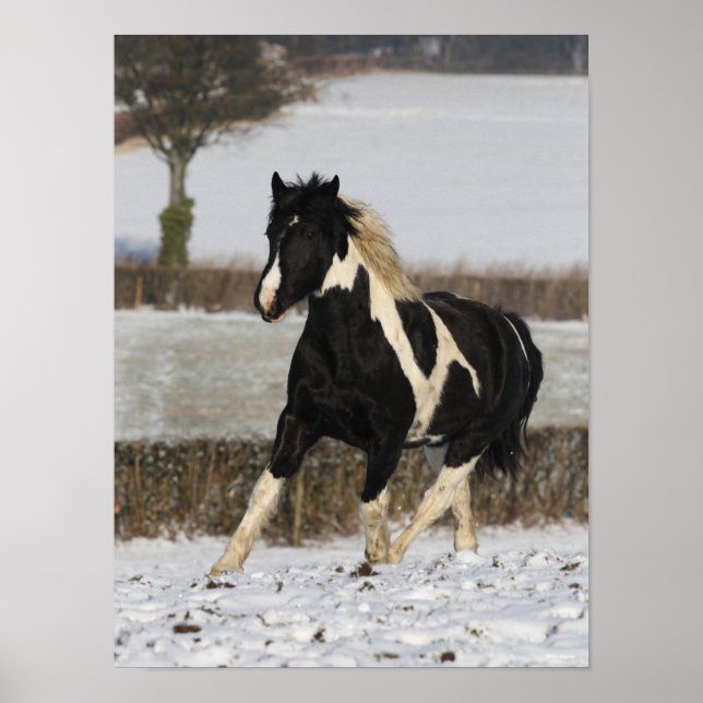 Poster Bob Langrish Black e White Welsh Cob na Neve (Frente)
