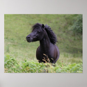 Poster Bob Langrish Black Shetland Pony Stallion