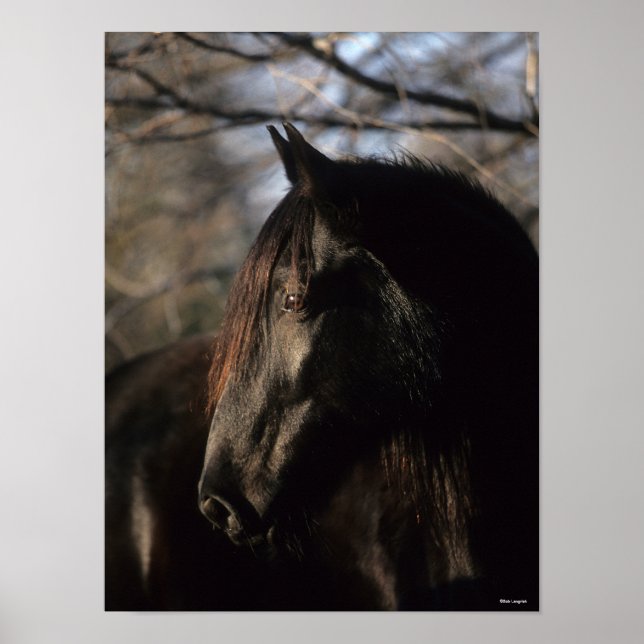 Poster Bob Langrish | Black Tennessee Walker Headshot (Frente)