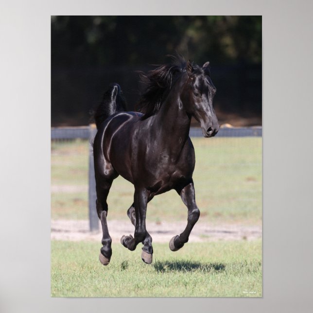 Poster Bob Langrish | Black Tennessee Walker Runker (Frente)
