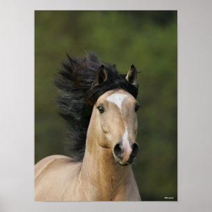 Poster Bob Langrish Buckskin Welsh Pony Headshot