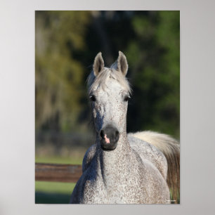 Poster Bob Langrish Cabeça árabe da Cinza