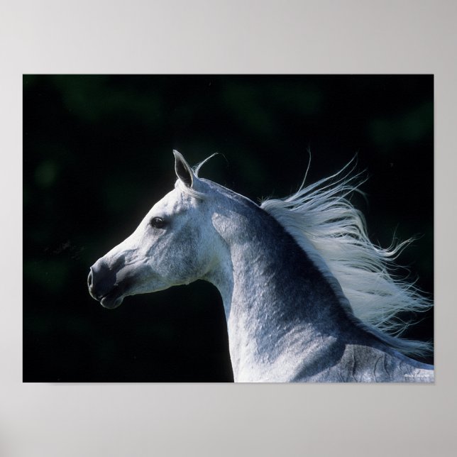 Poster Bob Langrish | Cabeça Árabe da Cinza 3 (Frente)