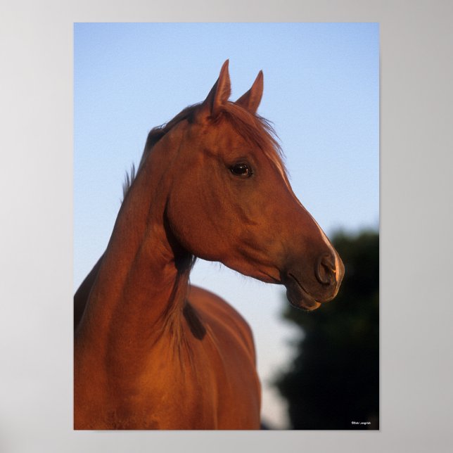 Poster Bob Langrish | Cabeça Árabe de Castanheiro (Frente)