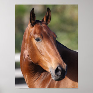 Poster Bob Langrish Captura de cabeça de Bay Andalucian