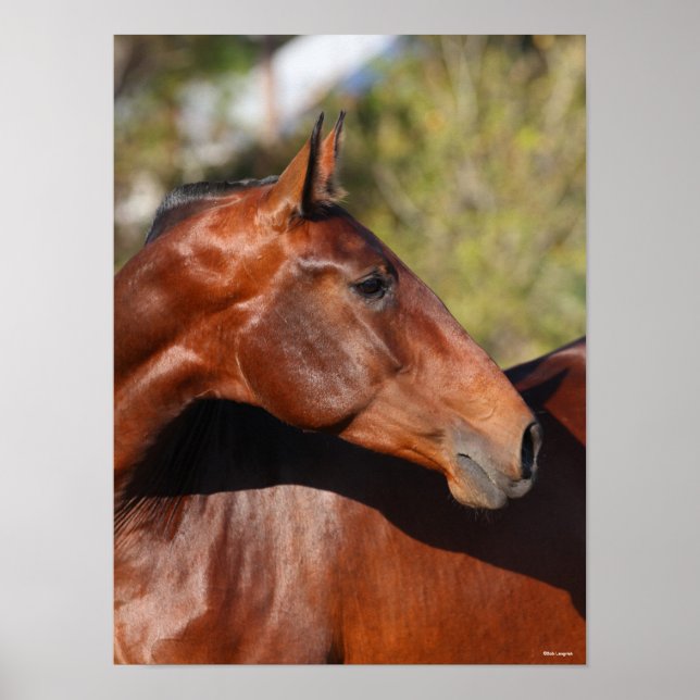 Poster Bob Langrish | Captura de cabeça de Bay Andalucian (Frente)
