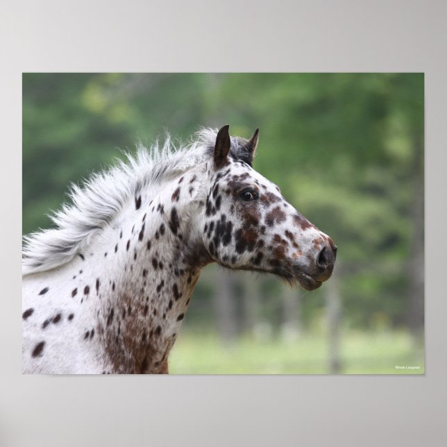 Poster Bob Langrish | Captura de Cabeça de Captura (Frente)