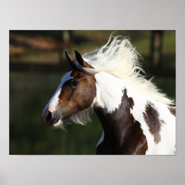 Poster Bob Langrish | Captura de cabeça de cavalo de tamb (Frente)