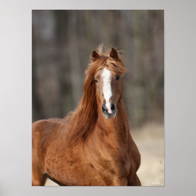 Poster Bob Langrish | Captura de cabeça de Chestnut Hackn (Frente)