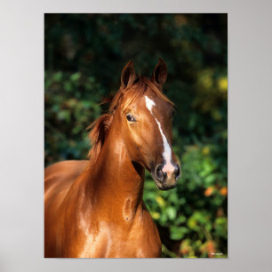 Poster Bob Langrish   Captura de cabeça de Chestnut Hanov