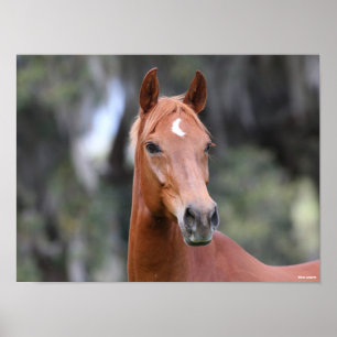 Poster Bob Langrish   Captura de cabeça de Chestnut Olden