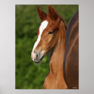 Poster Bob Langrish Captura de cabeça de Chestnut Warm