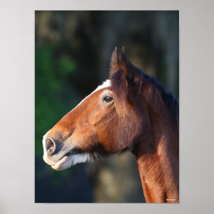 Poster Bob Langrish Captura de cabeça de Clydesdale