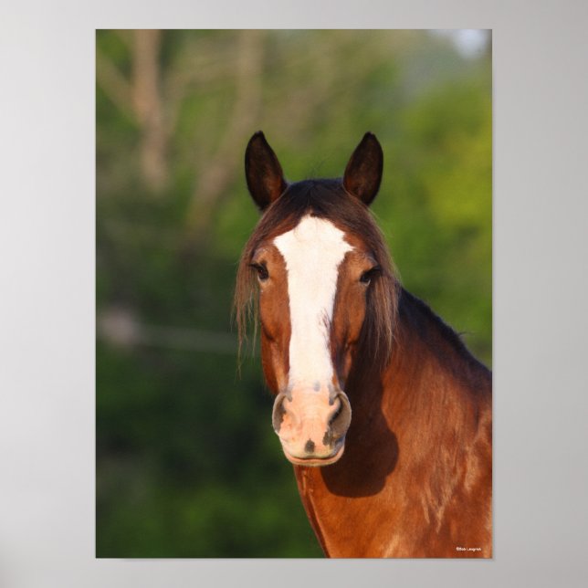 Poster Bob Langrish | Captura de cabeça de Clydesdale (Frente)