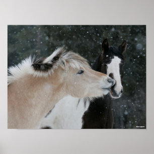 Poster Bob Langrish   Captura De Cabeça De Dois Pontes R