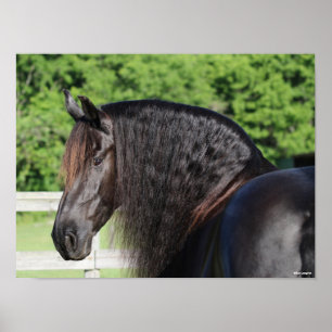 Poster Bob Langrish Captura de cabeça de Equídeos Fr