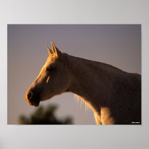 Poster Bob Langrish   Captura de cabeça de fundo árabe 