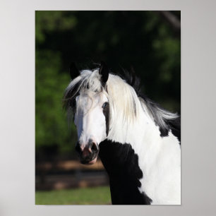 Poster Bob Langrish Captura de cabeça de Gypsy Vanner