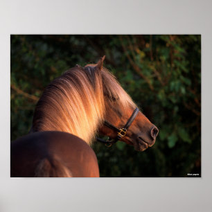 Poster Bob Langrish   Captura de cabeça de Rocky Mountain